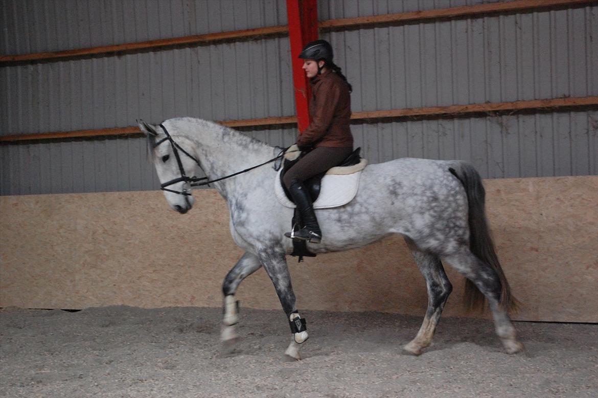 Hollandsk Varmblod Vomieka billede 2