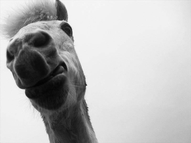 Welsh Pony (sec B) *Lille Hvid <3 R.I.P - Haha O_o Foto: Migghhh.. <3 billede 10