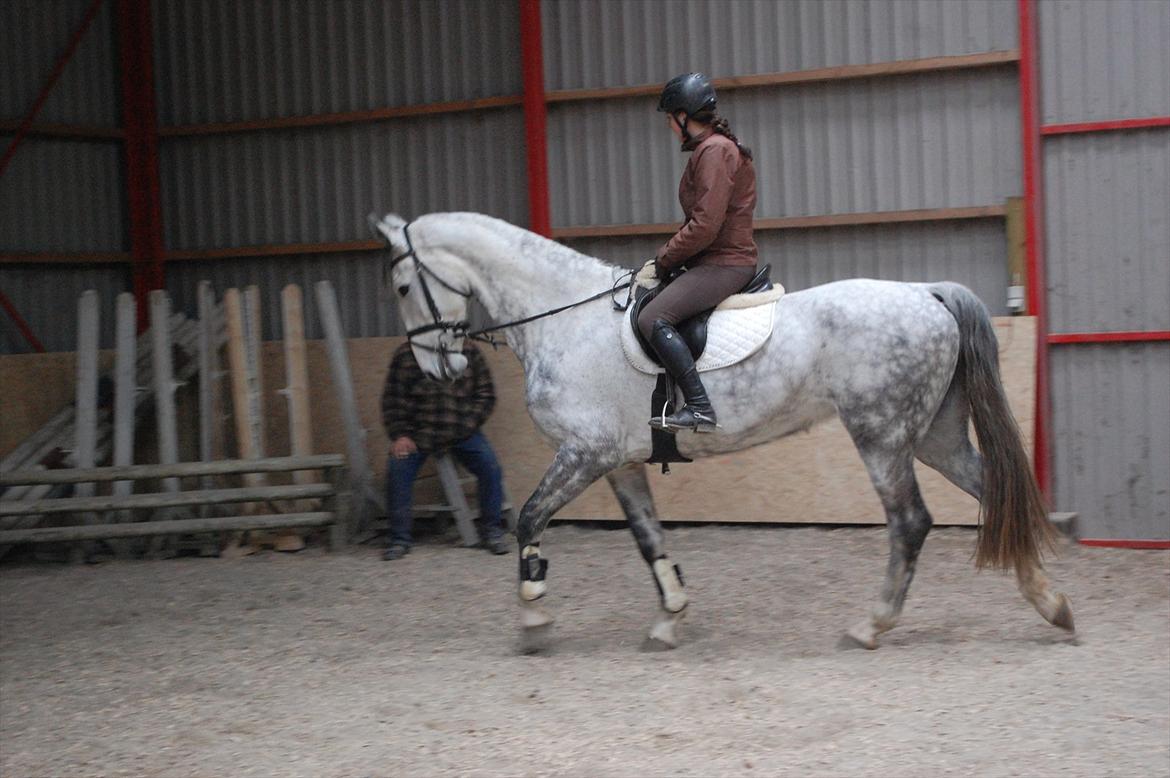 Hollandsk Varmblod Vomieka billede 4