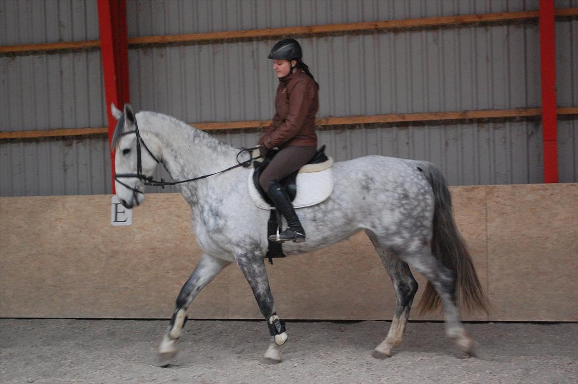 Hollandsk Varmblod Vomieka billede 5