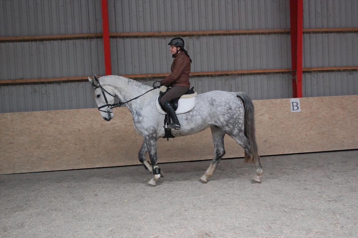 Hollandsk Varmblod Vomieka billede 6