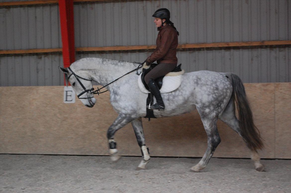 Hollandsk Varmblod Vomieka billede 7