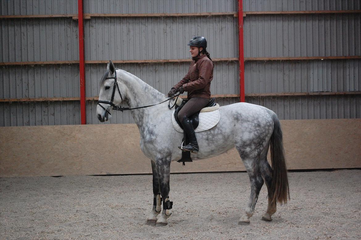 Hollandsk Varmblod Vomieka billede 8