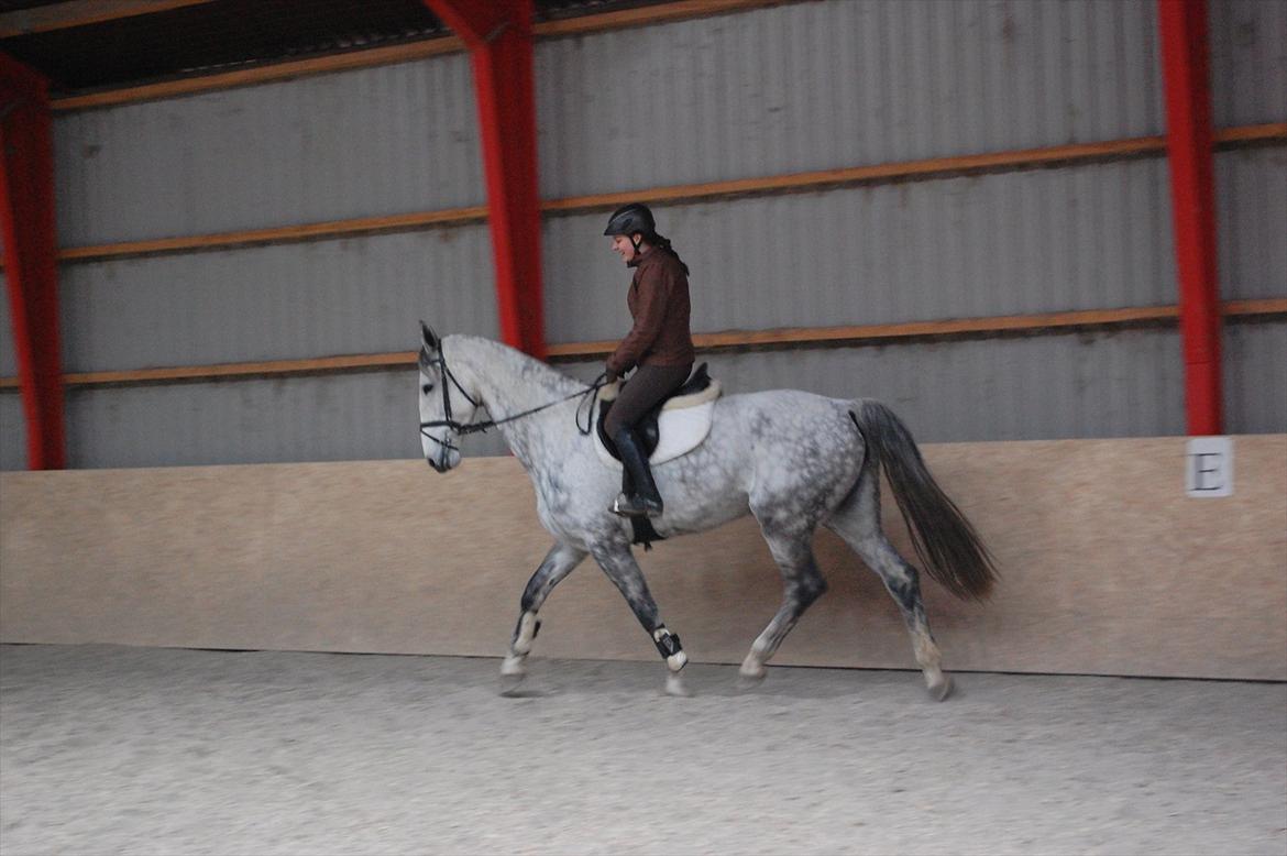 Hollandsk Varmblod Vomieka billede 9