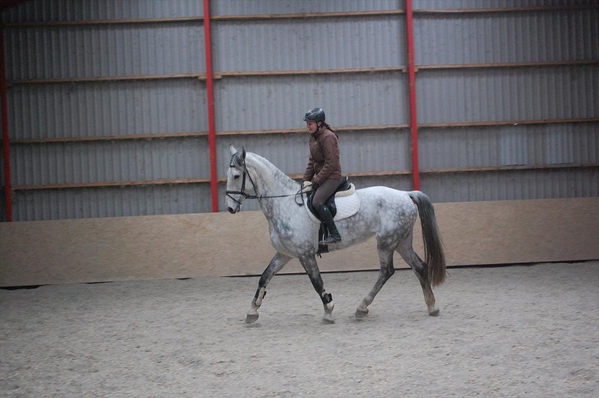 Hollandsk Varmblod Vomieka billede 10