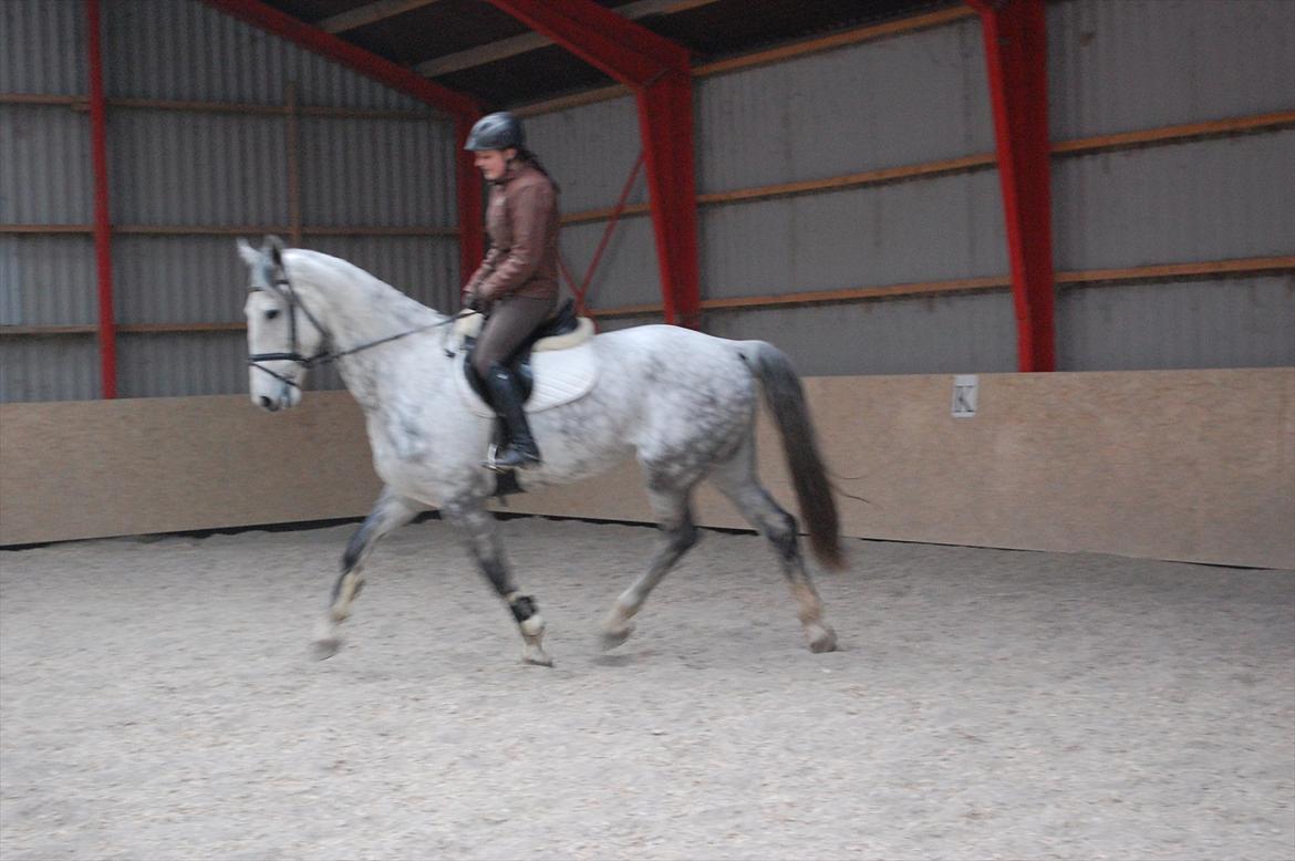 Hollandsk Varmblod Vomieka billede 11