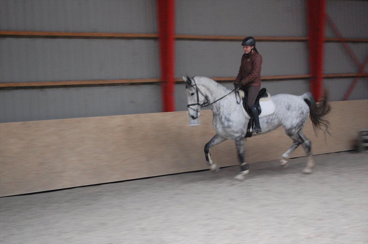 Hollandsk Varmblod Vomieka billede 12