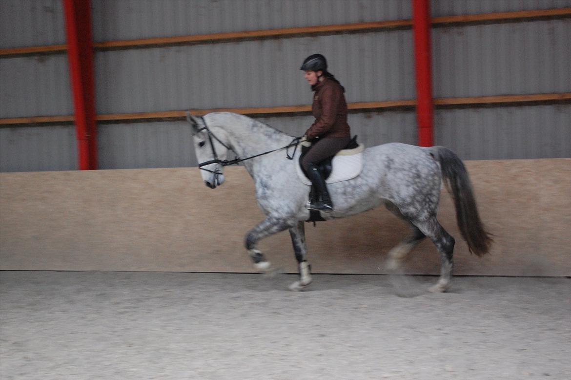 Hollandsk Varmblod Vomieka billede 13