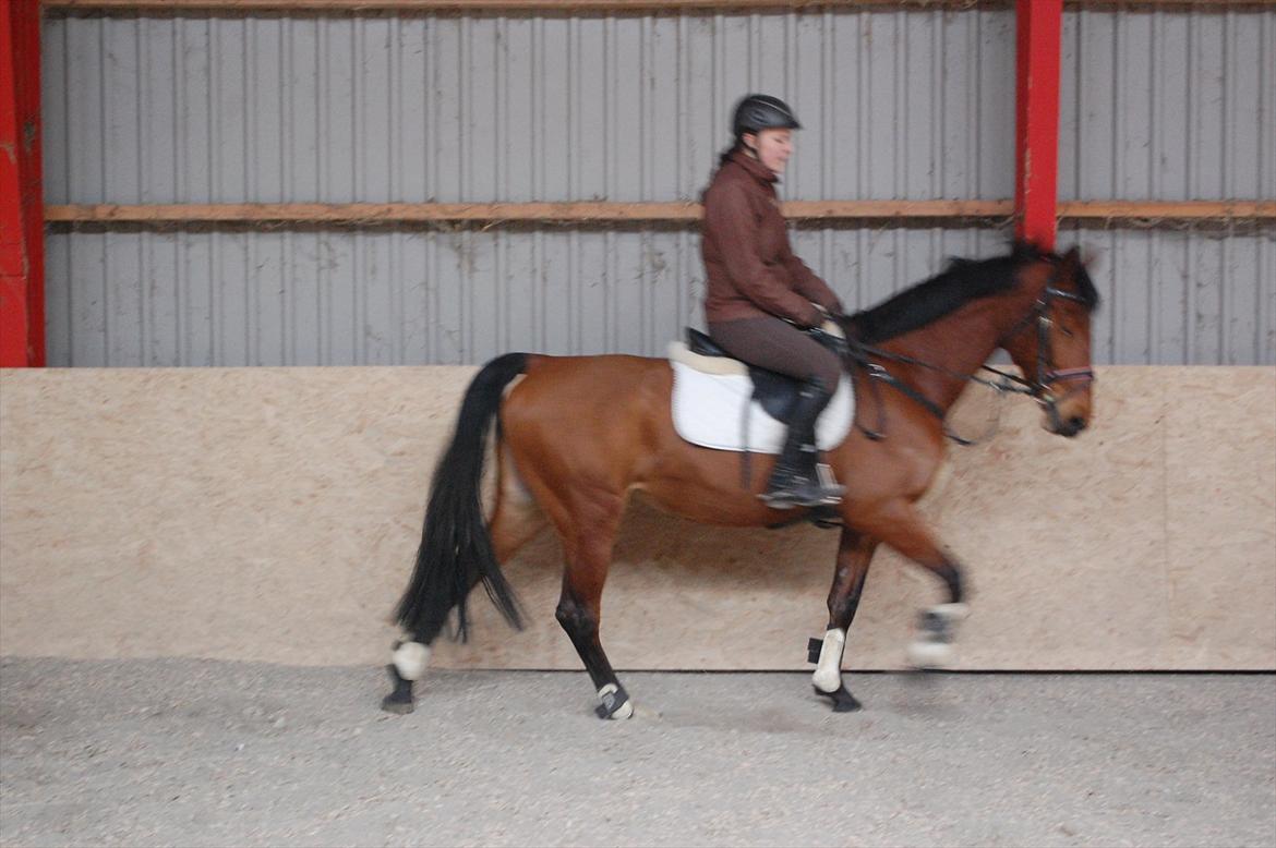 Holstener cheri billede 10