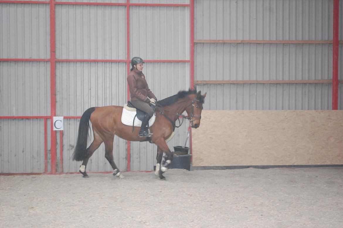 Holstener cheri billede 11