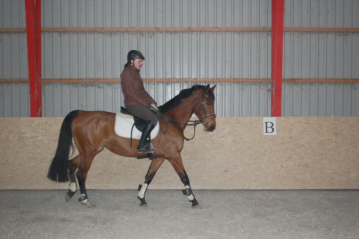 Holstener cheri billede 12