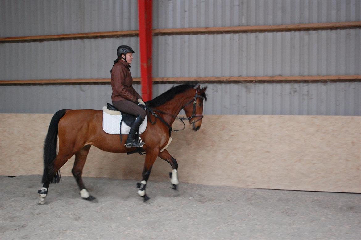 Holstener cheri billede 13