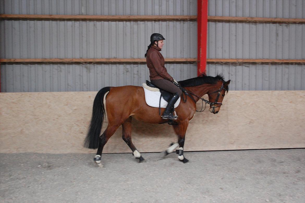 Holstener cheri billede 14