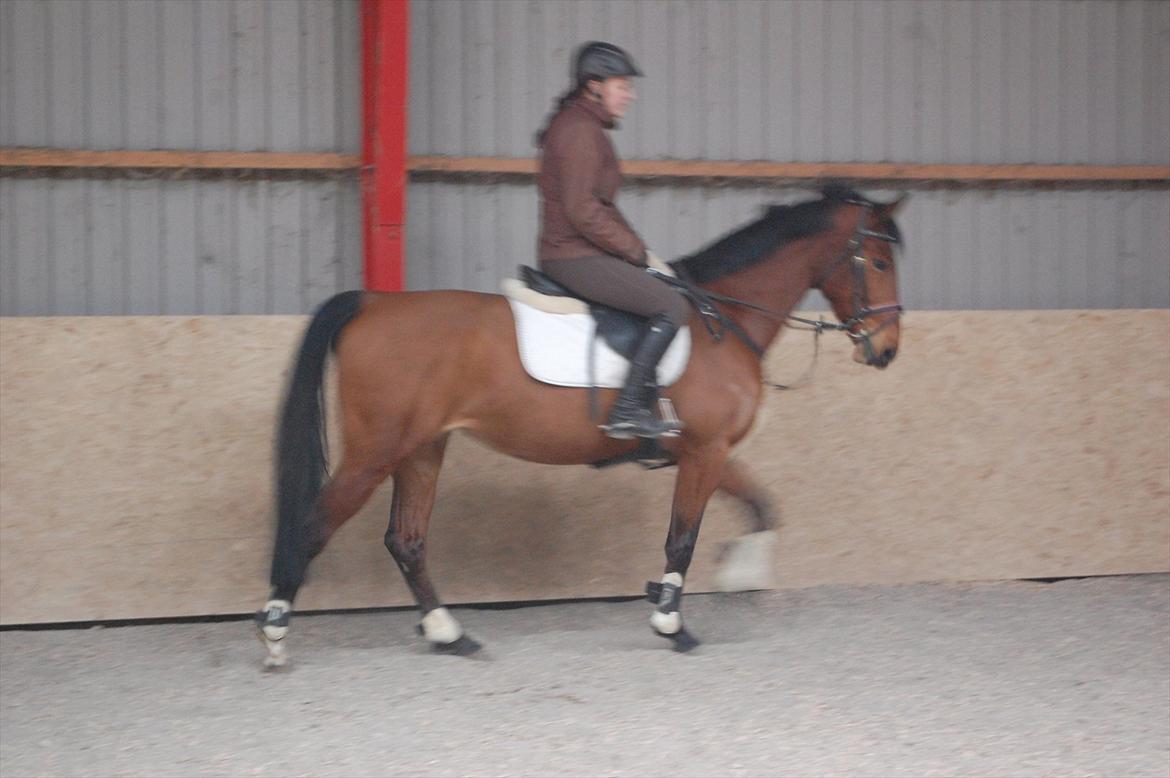 Holstener cheri billede 15