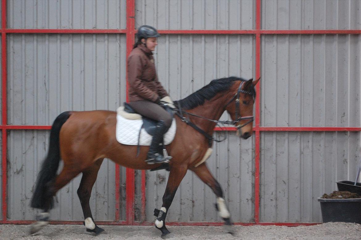 Holstener cheri billede 16