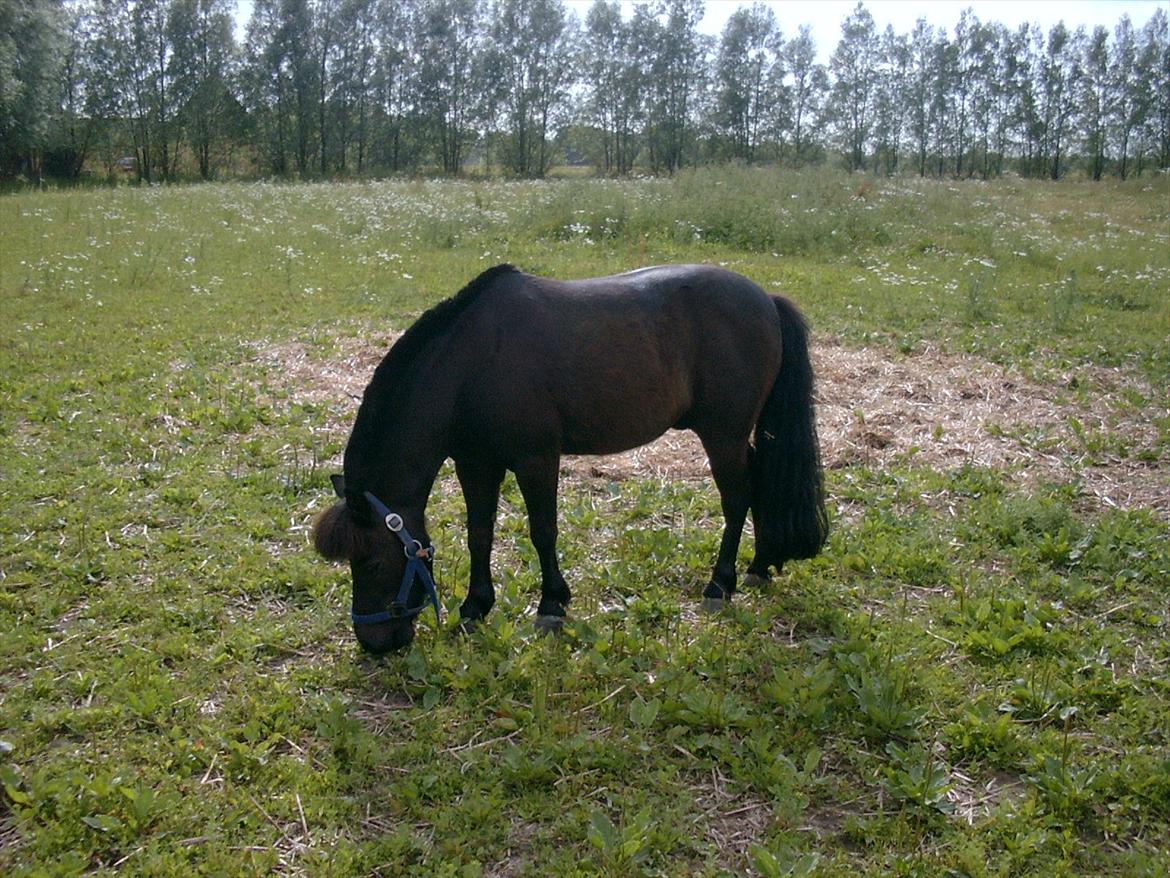 Shetlænder Akibal billede 9