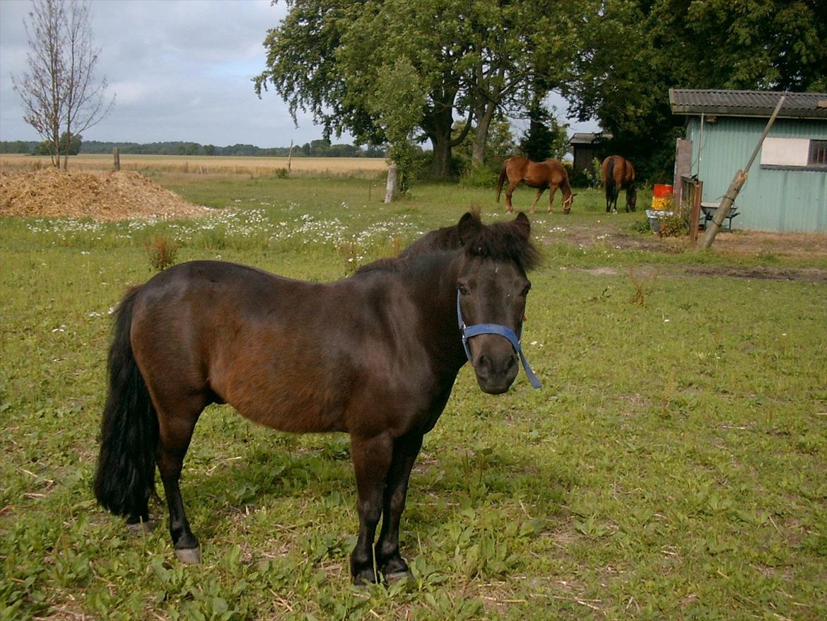 Shetlænder Akibal billede 10