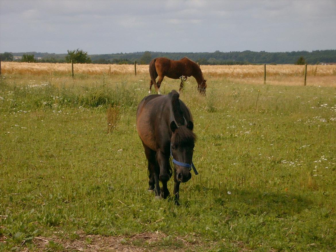 Shetlænder Akibal billede 11