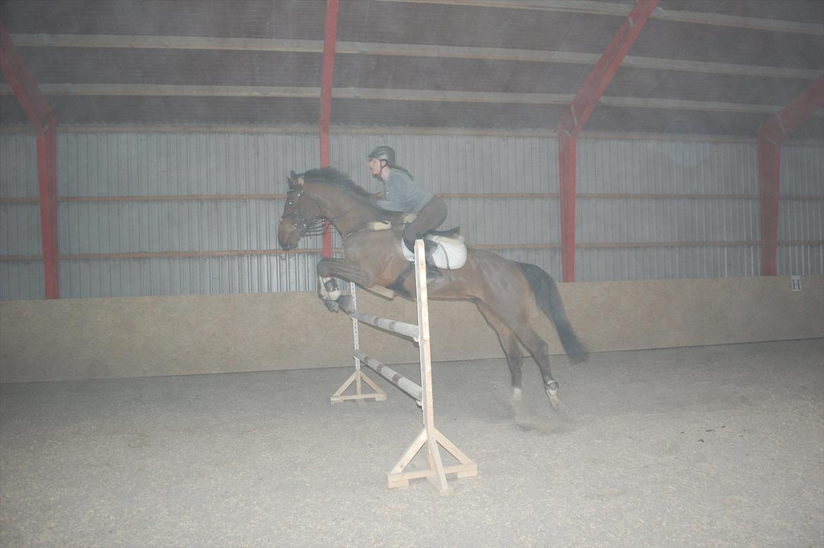 Holstener AccoLitto billede 9