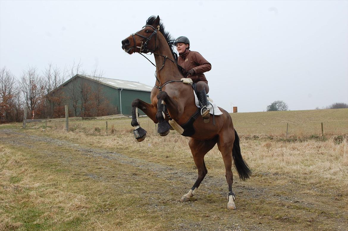 Holstener AccoLitto billede 11