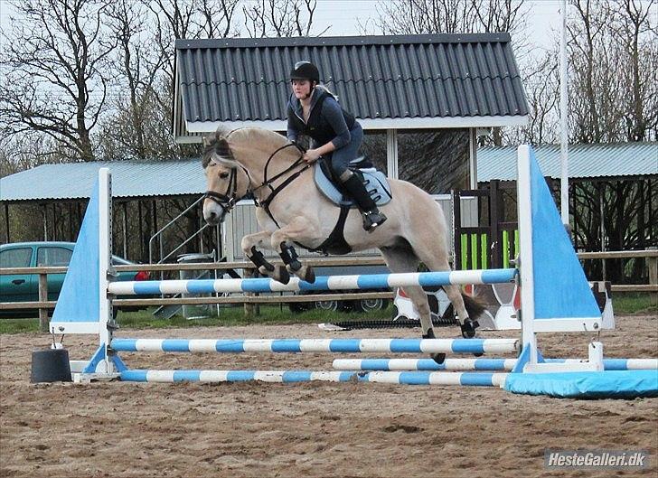 Fjordhest Milos Klattrup <3 #Dressur stjernen# - Dressur ponyen som spaker røv! billede 9