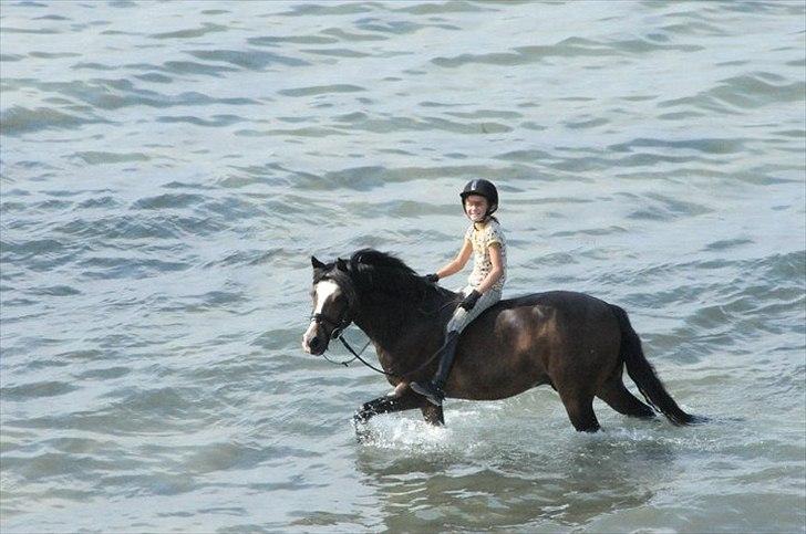 New Forest Stegstedgård Zimba billede 3