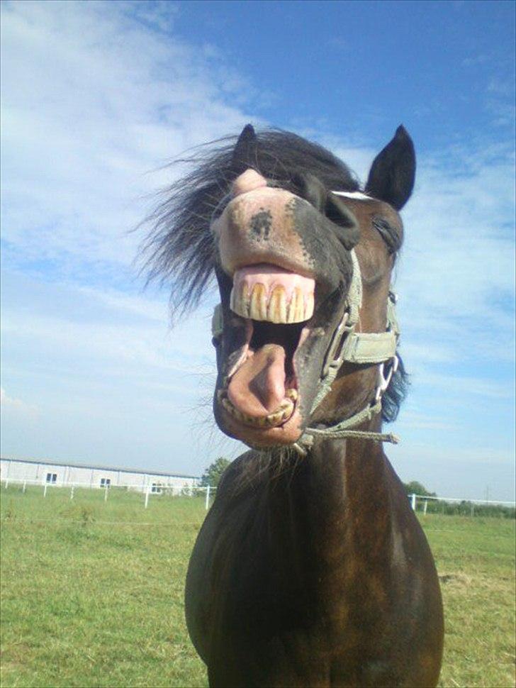 New Forest Stegstedgård Zimba billede 1