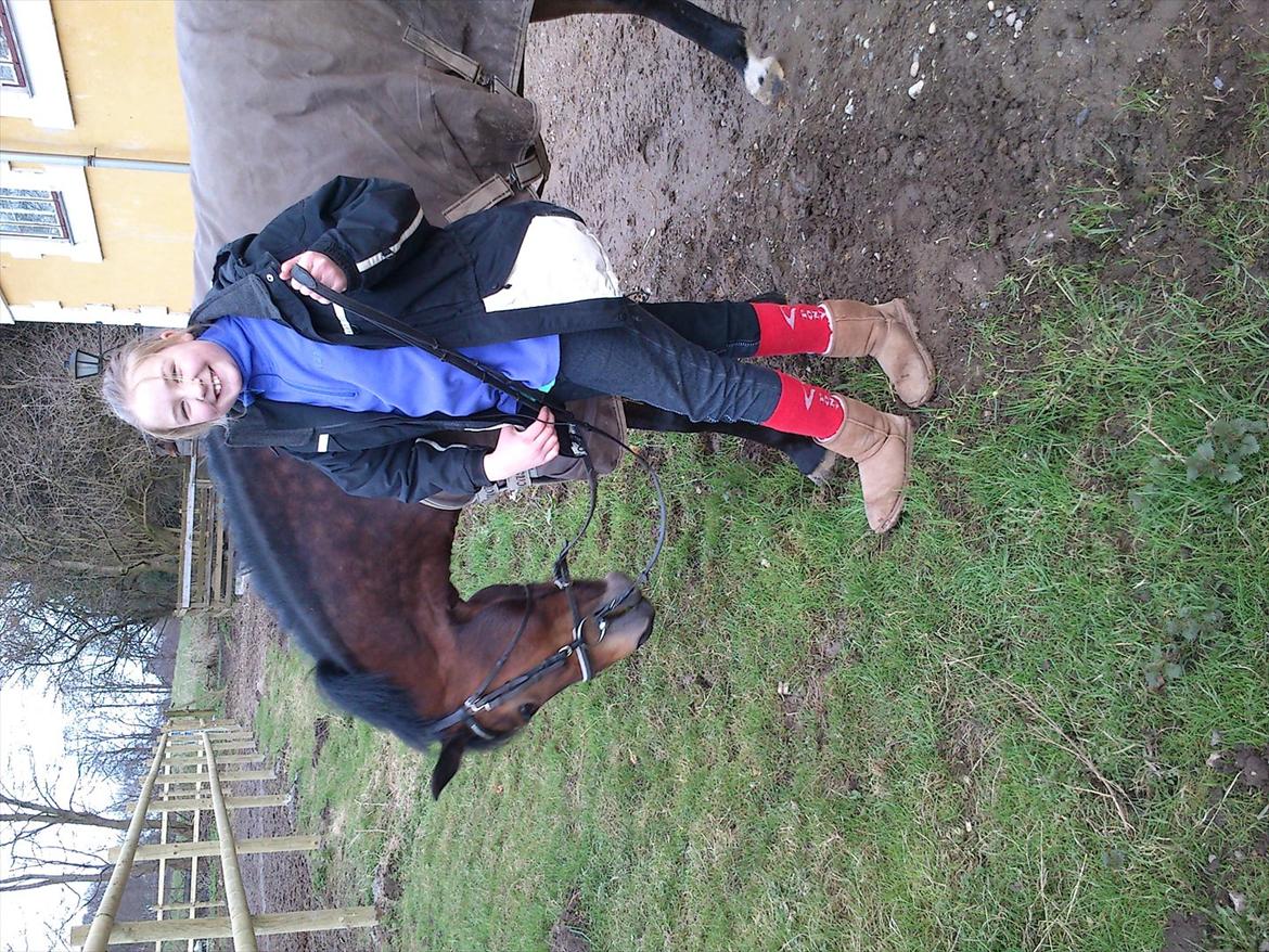 Anden særlig race Pheasant´s Quincy - dejligt med lidt græs billede 7
