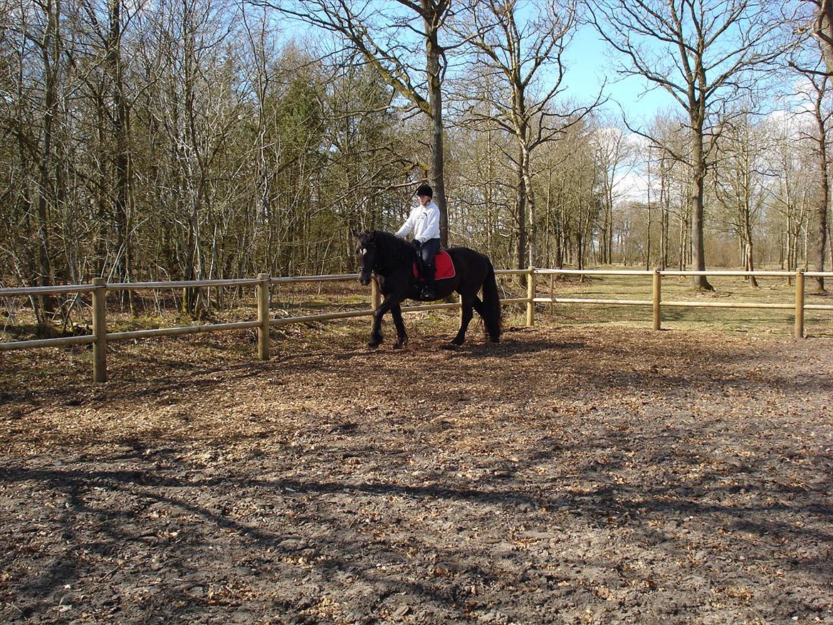 Frieser / Haflinger -  Manzana <3 elsket og savnet <3 billede 14