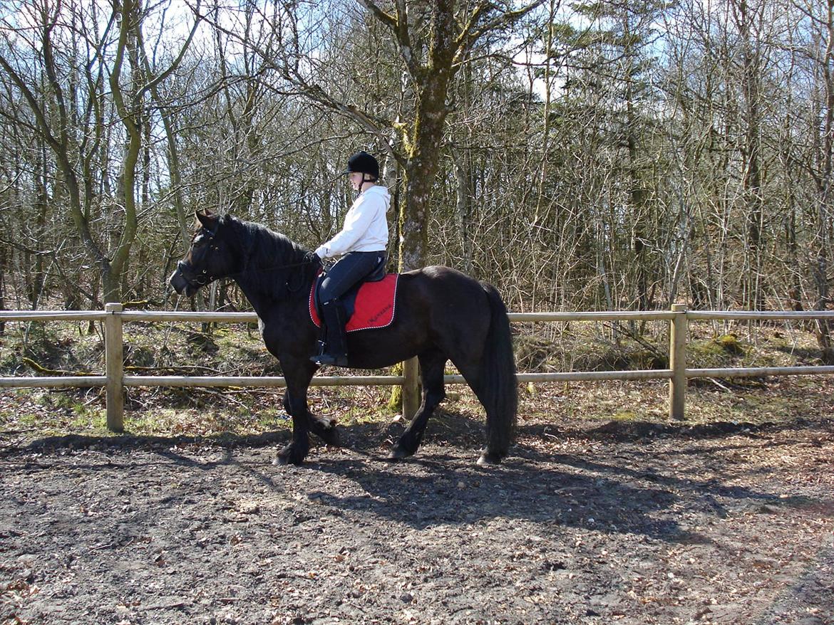 Frieser / Haflinger -  Manzana <3 elsket og savnet <3 billede 15