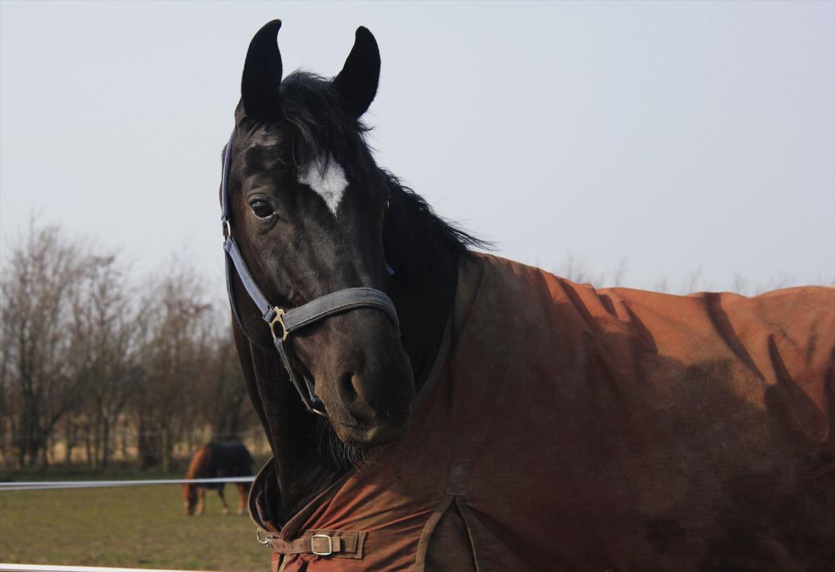 Dansk Varmblod Sandro Man - Det sorte monster på fold<3 Foto: Cecilie billede 4