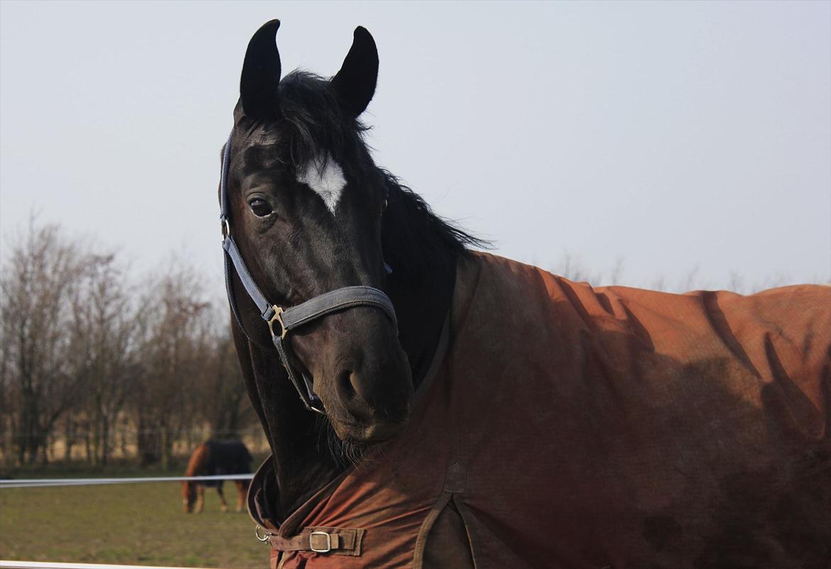 Dansk Varmblod Sandro Man - Det sorte monster på fold<3 Foto: Cecilie billede 4