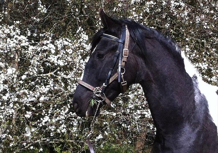 Barockpinto Al Capone - elsker det her billede <3 foto: lillebror billede 12