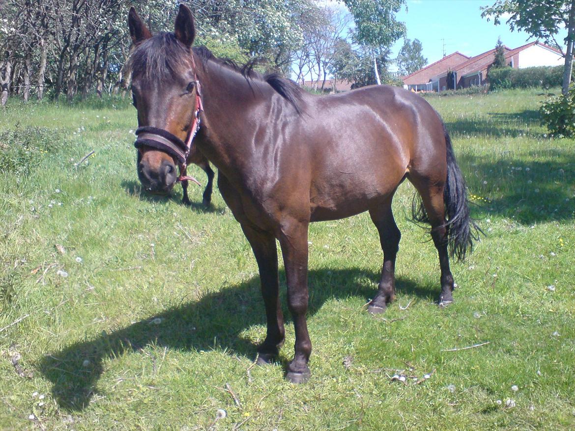 Oldenborg Murmann's Pil - en glad hest på sommergræs billede 17