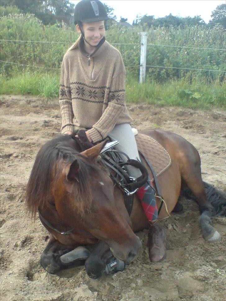 Oldenborg Murmann's Pil - Pil's ynlings ting efter en god ride tur :D billede 1