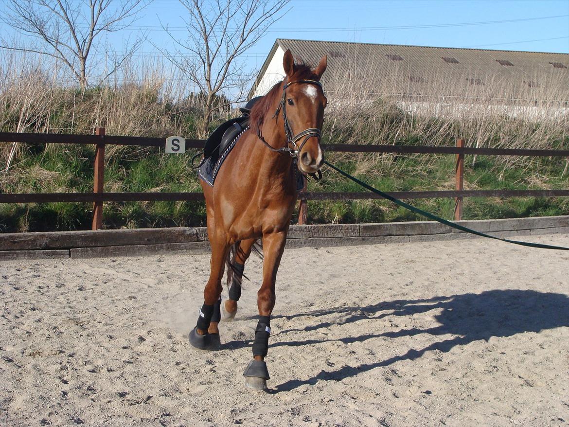 Fuldblod (XX) Golani Magen billede 5