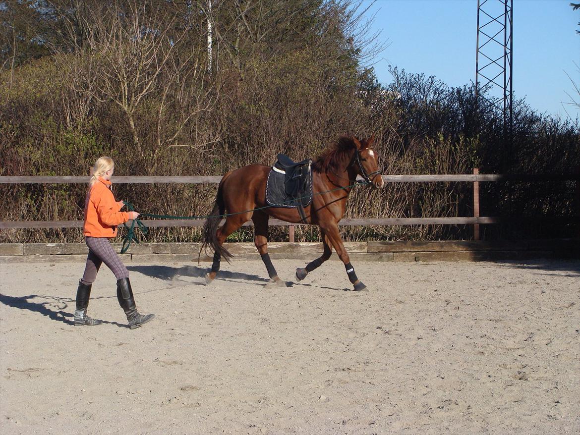 Fuldblod (XX) Golani Magen billede 11