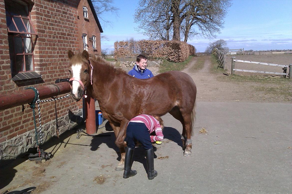 Anden særlig race Dixie billede 12