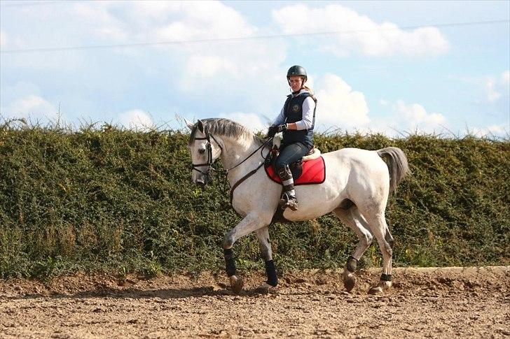 Zangersheide Chagall Alfarvad Z billede 1