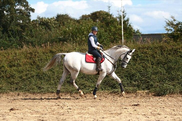 Zangersheide Chagall Alfarvad Z billede 2