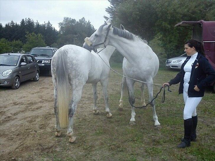 Zangersheide Chagall Alfarvad Z billede 3