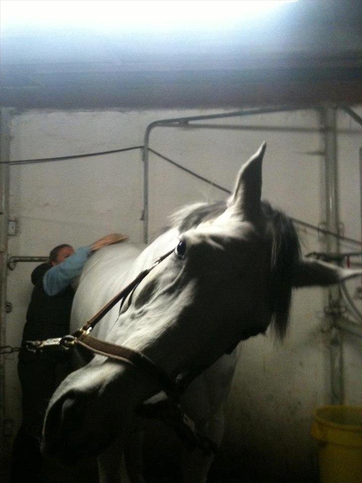 Zangersheide Chagall Alfarvad Z billede 4