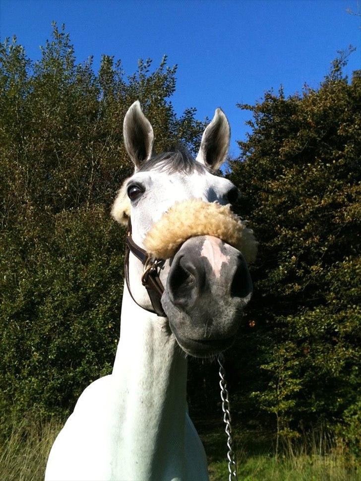 Zangersheide Chagall Alfarvad Z billede 5