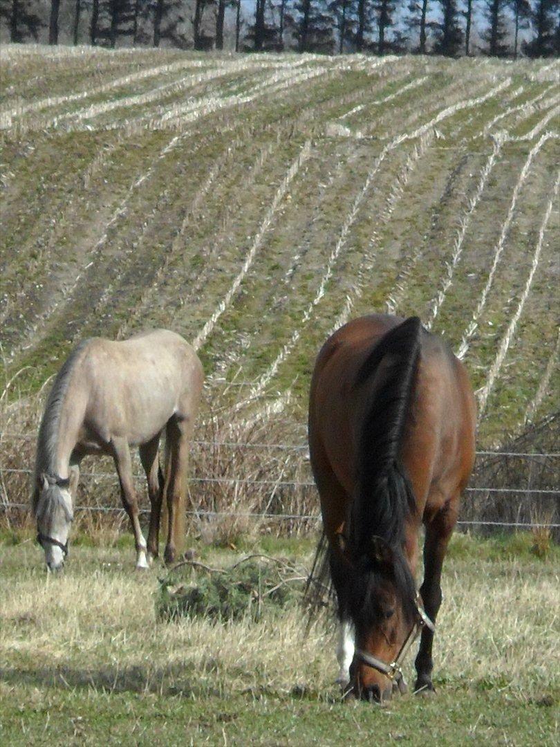 Anden særlig race sebastian billede 18