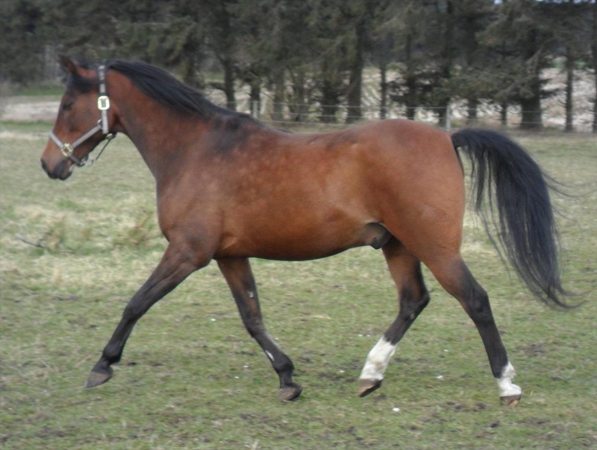 Anden særlig race sebastian billede 2