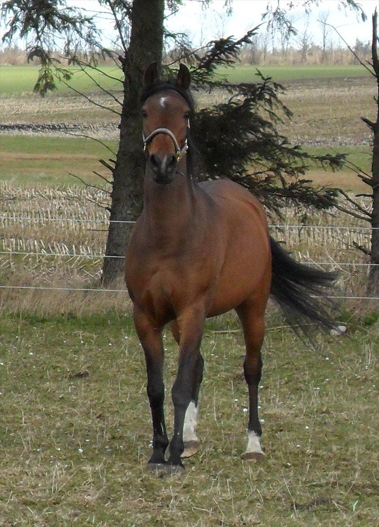 Anden særlig race sebastian billede 19