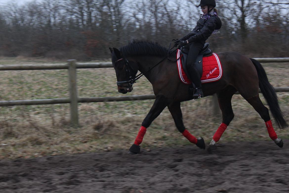 New Forest Meldgaardens Sir Eaton - hans første dag!!!!! Øning billede 3