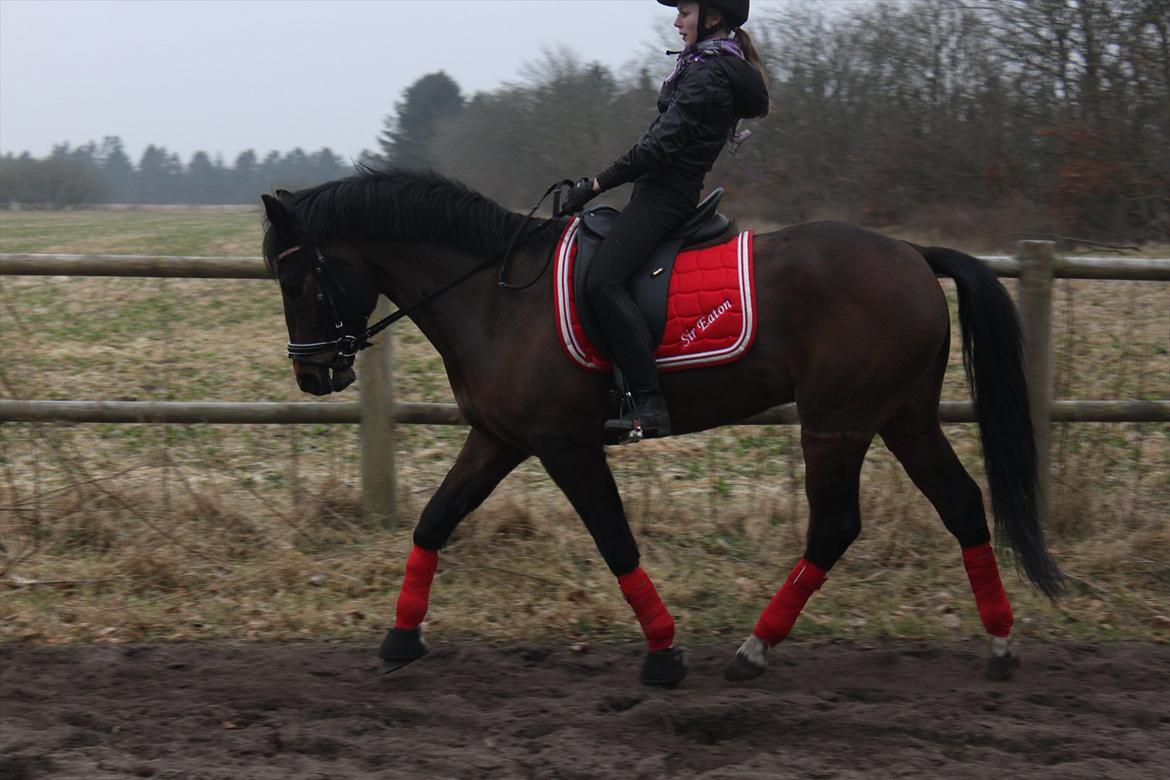 New Forest Meldgaardens Sir Eaton billede 4