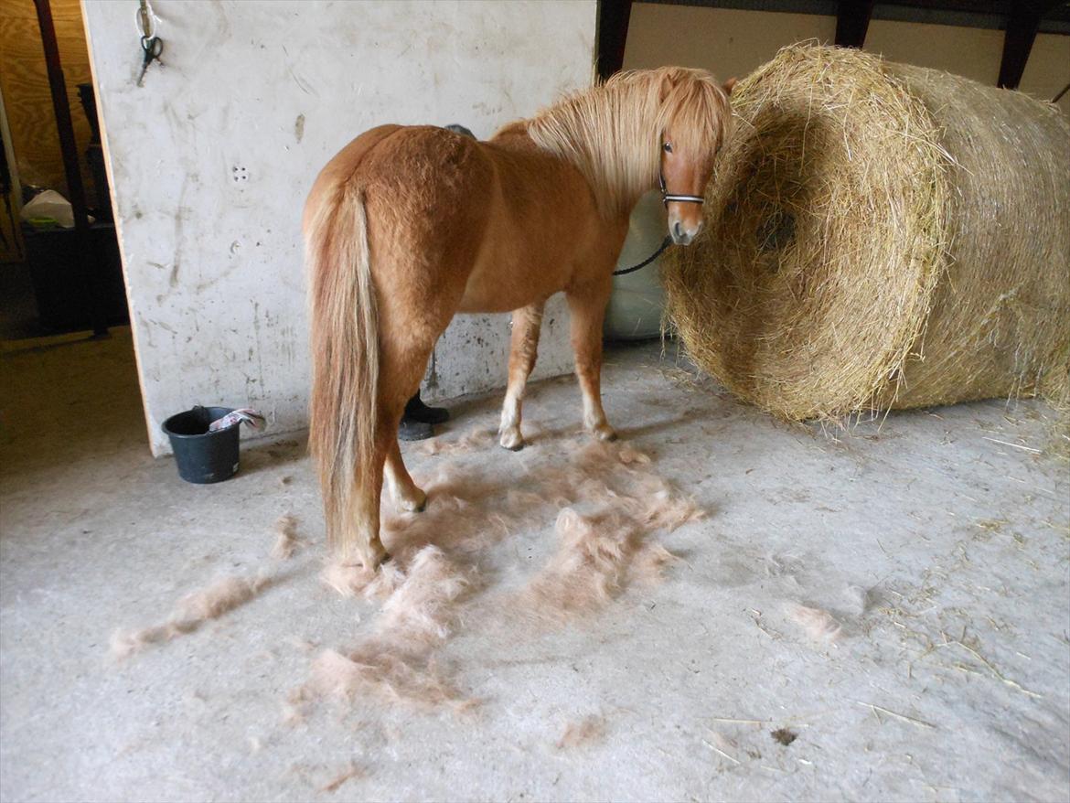 Islænder Audna **PRINSESSEN** - Nej nej, Audna fælder ikke ;D Kan stå og strigle i flere TIMER !! hehe skønt.. billede 16