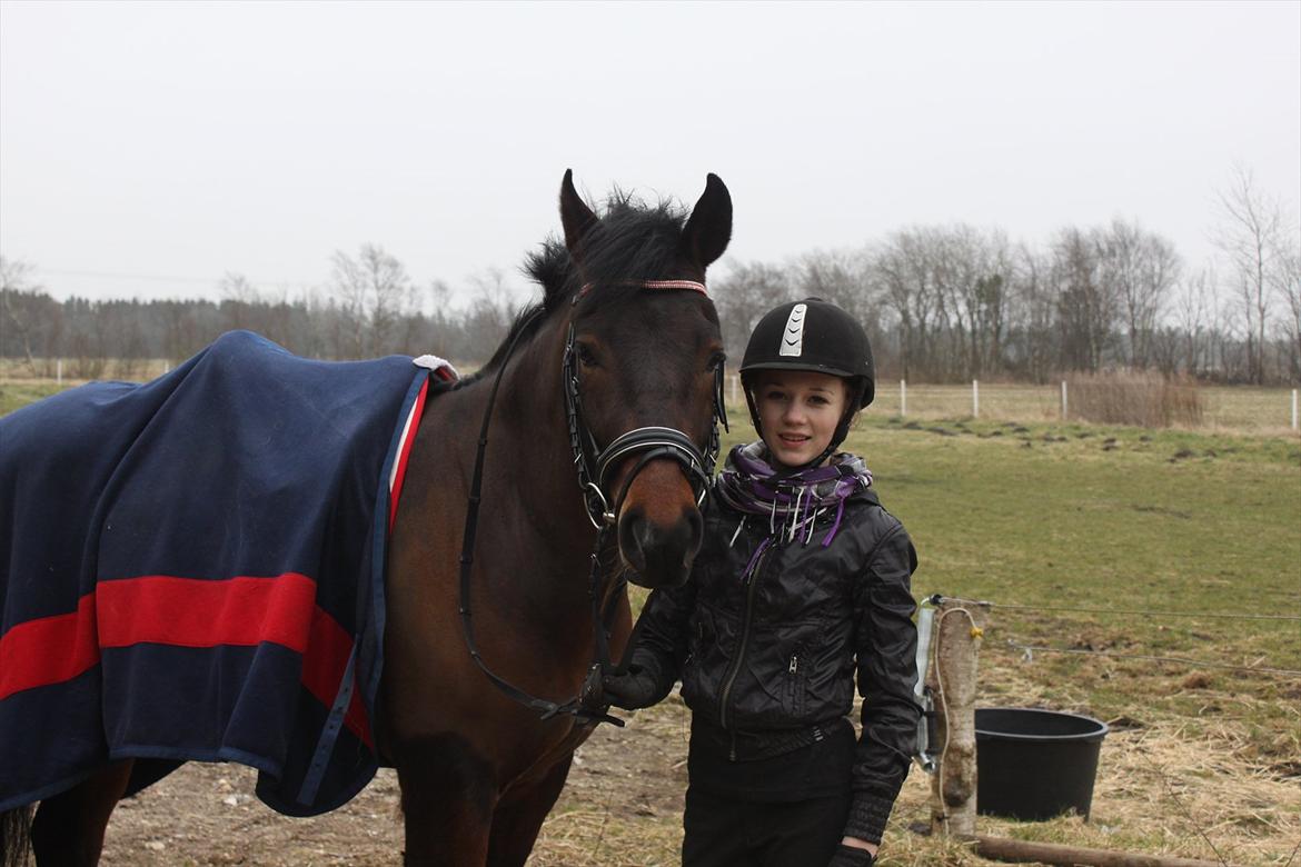 New Forest Meldgaardens Sir Eaton - ud og ride billede 5